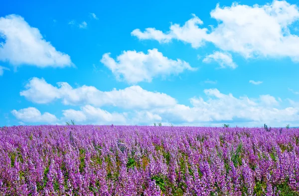 Bloemen in veld — Stockfoto