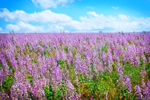 Bloemen in veld — Stockfoto