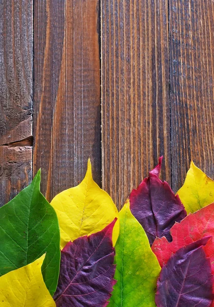 Hojas de otoño —  Fotos de Stock