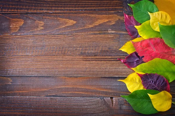 Hojas de otoño — Foto de Stock