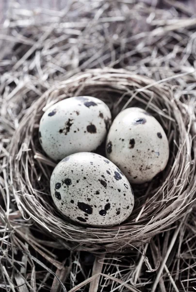 Quail eggs — Stock Photo, Image