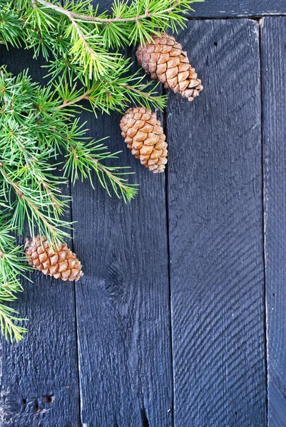 Fir tree branch and bumps — Stock Photo, Image