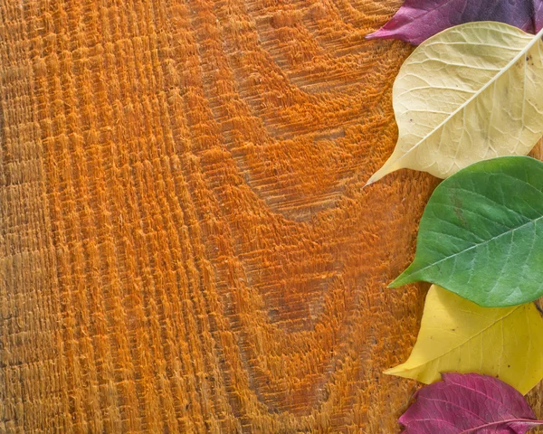 Farbe Herbstblätter — Stockfoto