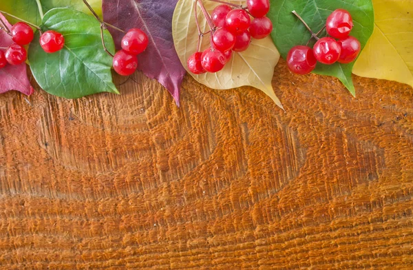 Red berry and color autumn leaves — Stock Photo, Image