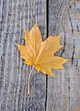 akçaağaç yaprağı