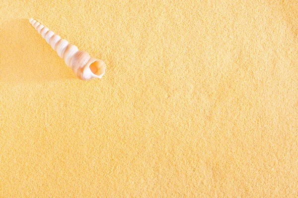 Muszle na żółty piasek — Zdjęcie stockowe