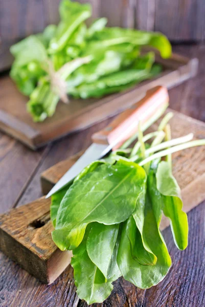 Frischer Sauerampfer — Stockfoto