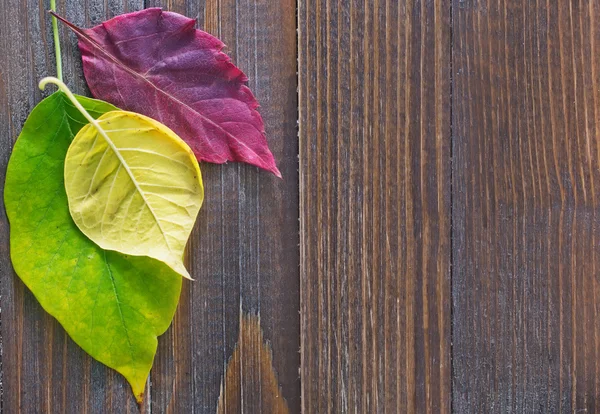 Leaves on wooden background — Stock Photo, Image