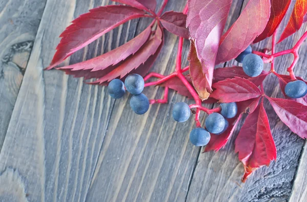 Red autumn leaves — Stock Photo, Image