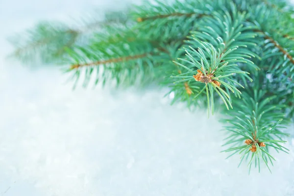 Julgran på snön — Stockfoto