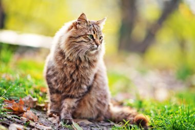 Sonbahar park açık havada kedi