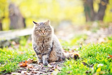 Sonbahar park açık havada kedi