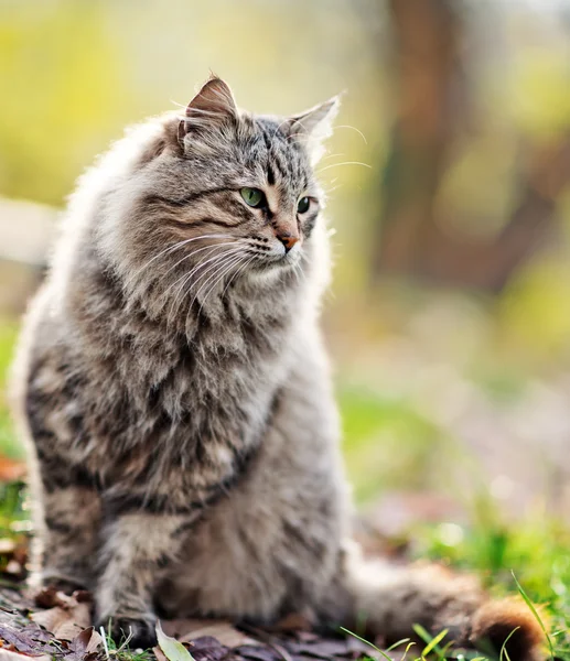 Кот на открытом воздухе в осеннем парке Стоковое Изображение