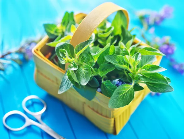 Fresh herb on kitchen table — Stock Photo, Image