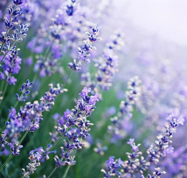 Lavendelblomster på Krim-åkeren – stockfoto