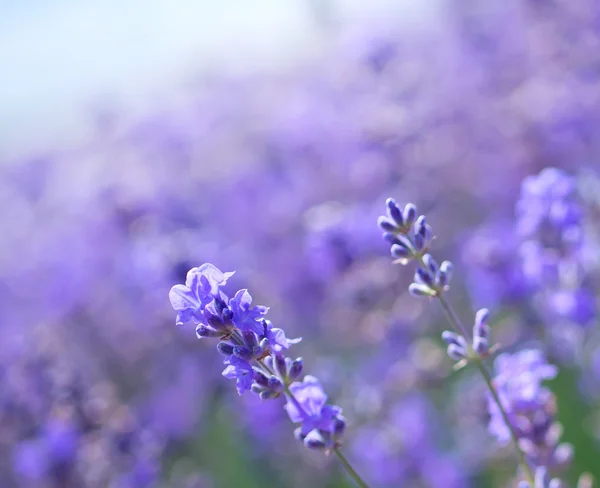 Lavender flowers in the Crimea field — Stock Photo, Image
