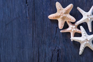 starfishes ahşap zemin üzerinde