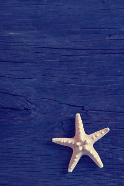 starfishes ahşap zemin üzerinde