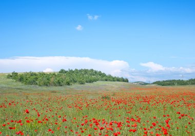 Gelincik tarlası ve mavi gökyüzü