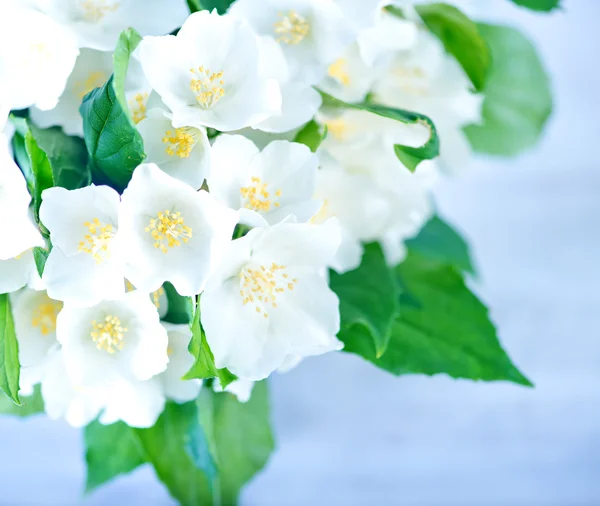 Bouquet of jasmine flowers — Stock Photo, Image