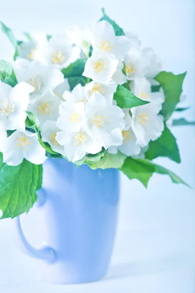 Bouquet of jasmine flowers — Stock Photo, Image