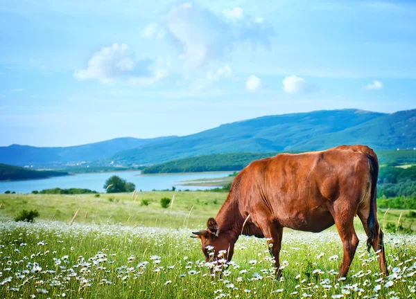 Cow on the green field — Stock Photo, Image