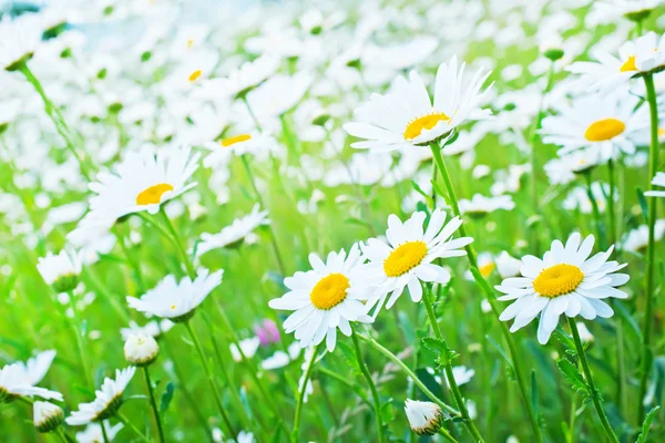 Camomille field and blue sky — Stock Photo, Image