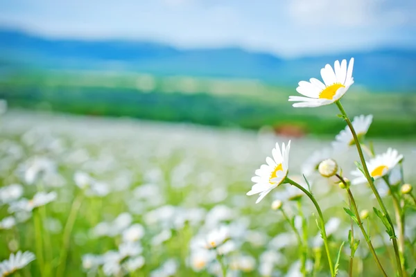 Campo camomilla e cielo blu — Foto Stock