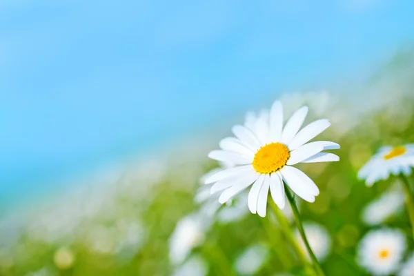 Camomille fält och blå himmel — Stockfoto