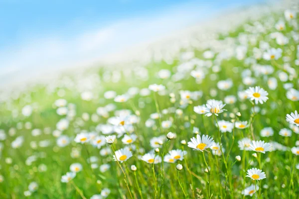 Campo de Camomille y cielo azul — Foto de Stock