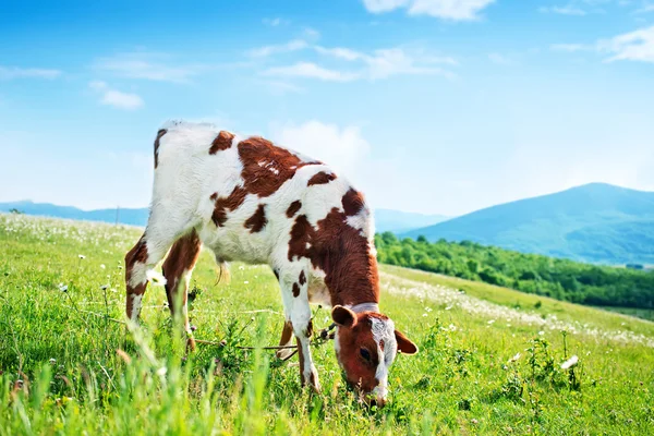 Vaca en el campo verde — Foto de Stock