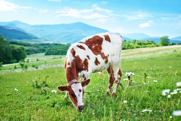 Vaca no campo verde — Fotografia de Stock