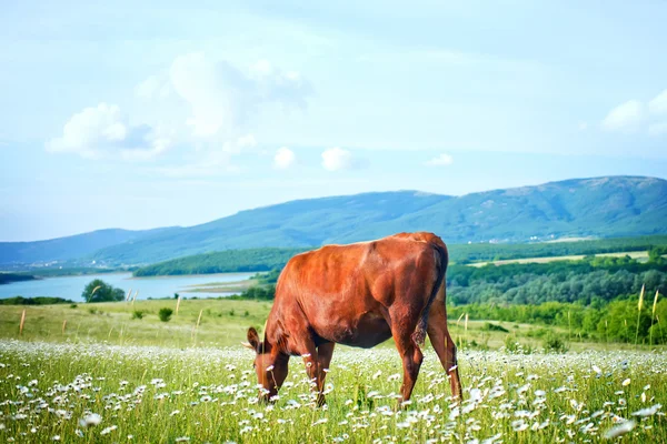Ko på det gröna fältet — Stockfoto