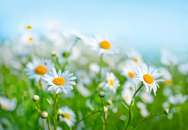 Camomille field and blue sky — Stock Photo, Image