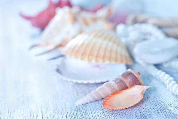 Conchiglie di mare sulle tavole di legno — Foto Stock