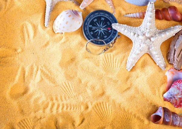 Deniz kabukları ve starfishes — Stok fotoğraf