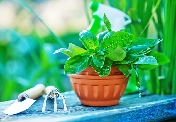 Gardening utensils on a table — Stock Photo, Image