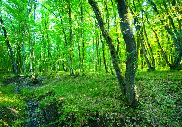 夏季绿林 — 图库照片
