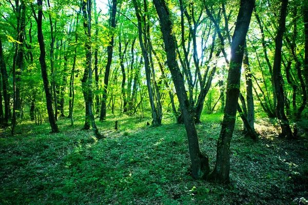 Sommergrüner Wald — Stockfoto