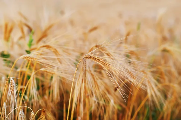 Gouden tarwe in veld — Stockfoto