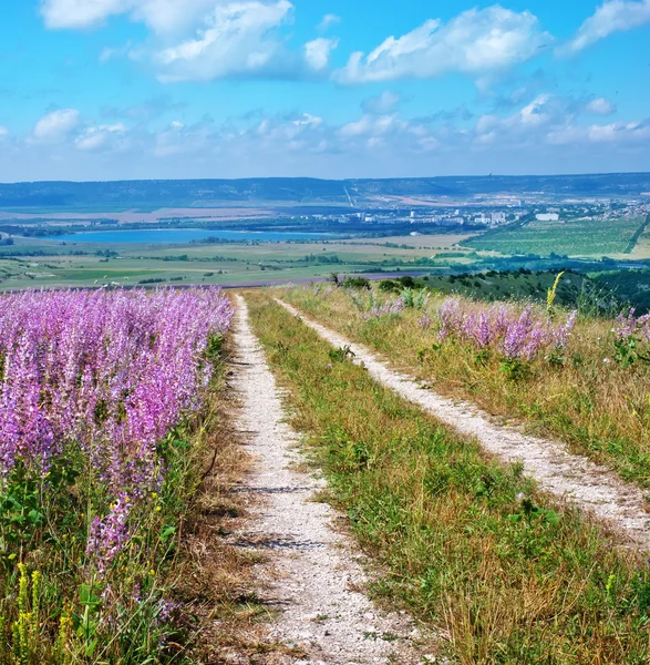 Farbenfrohes Lavendelfeld — Stockfoto