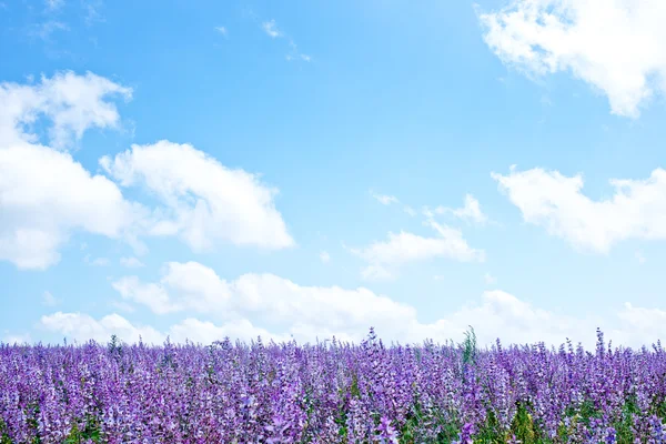 Colorful Lavender field — Stock Photo, Image