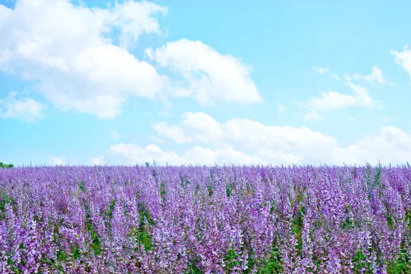 Colorido campo de lavanda — Foto de Stock