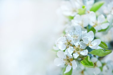 Ağaçtaki beyaz çiçekler