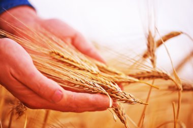 elinde altın buğday