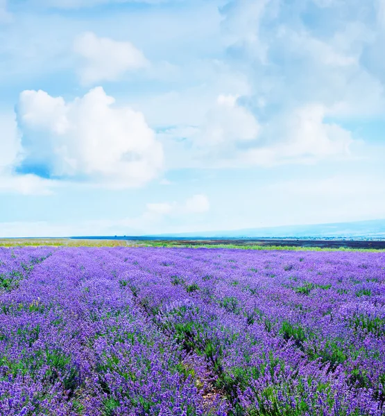 Smuk lavendel felt - Stock-foto