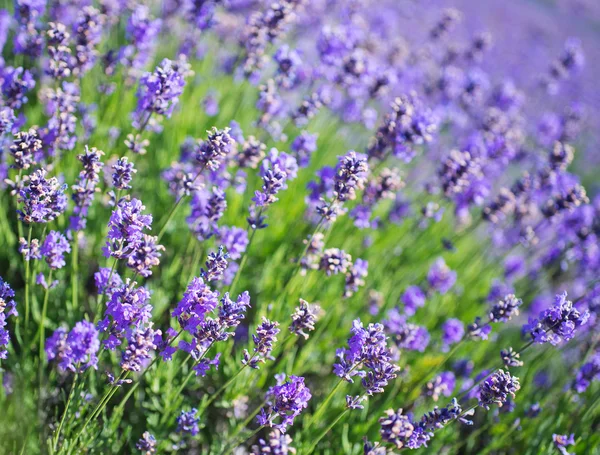 Campo de lavanda colorido — Fotografia de Stock