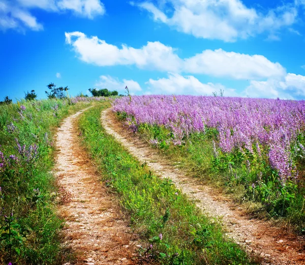 Färgglada lavendel fält — Stockfoto