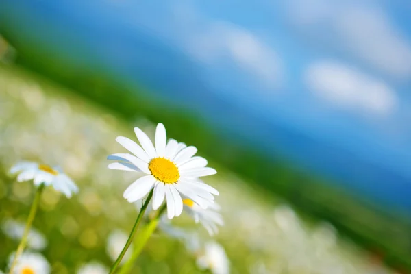 Chamomile flowers in field — Stock Photo, Image