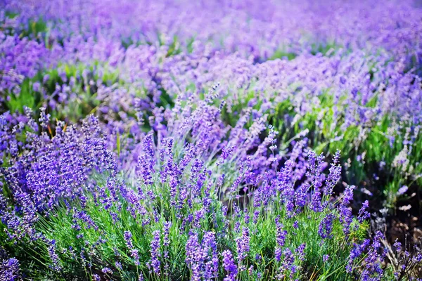 Campo de lavanda colorido — Fotografia de Stock